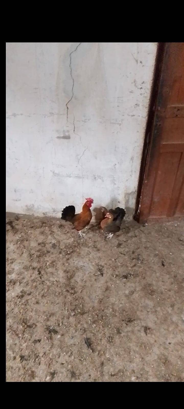 fancy hens 0