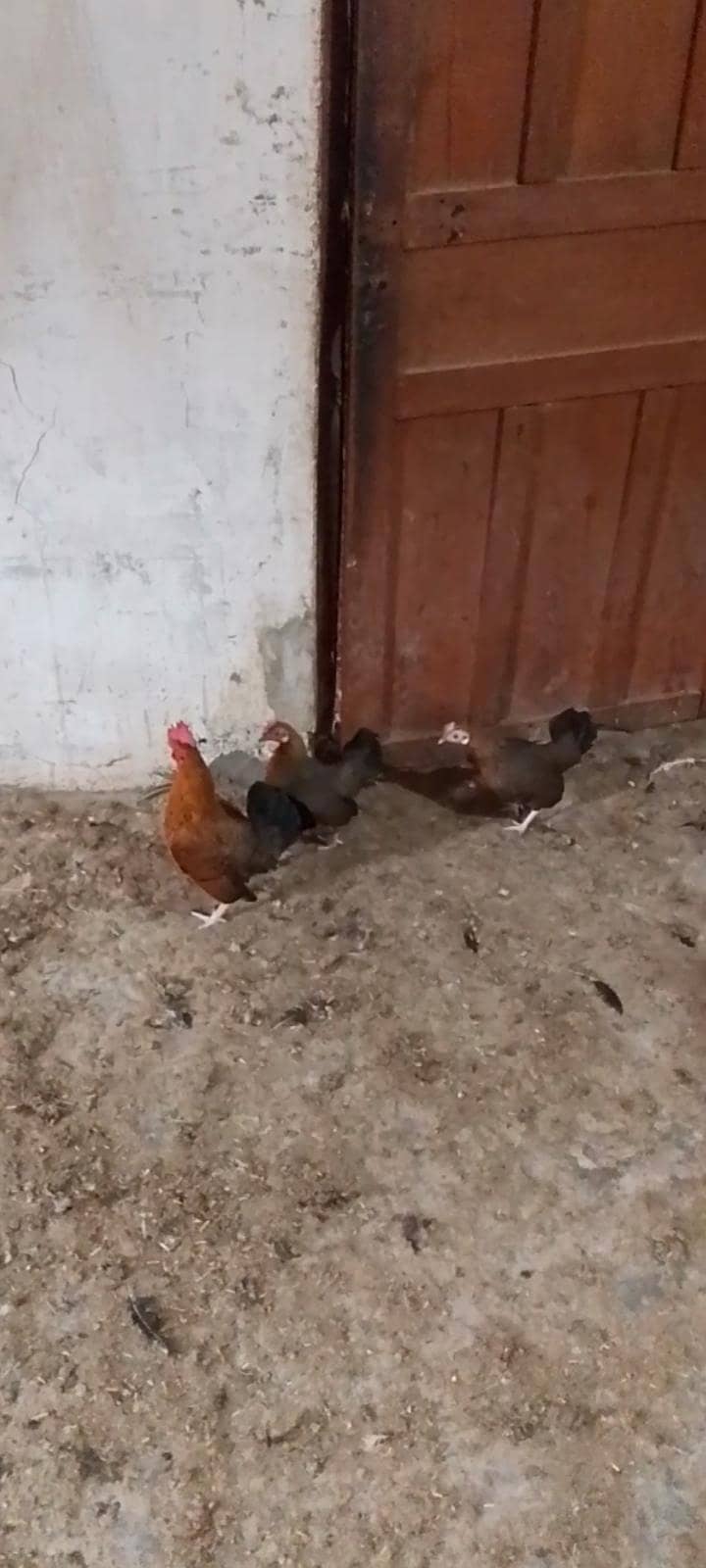 fancy hens 1