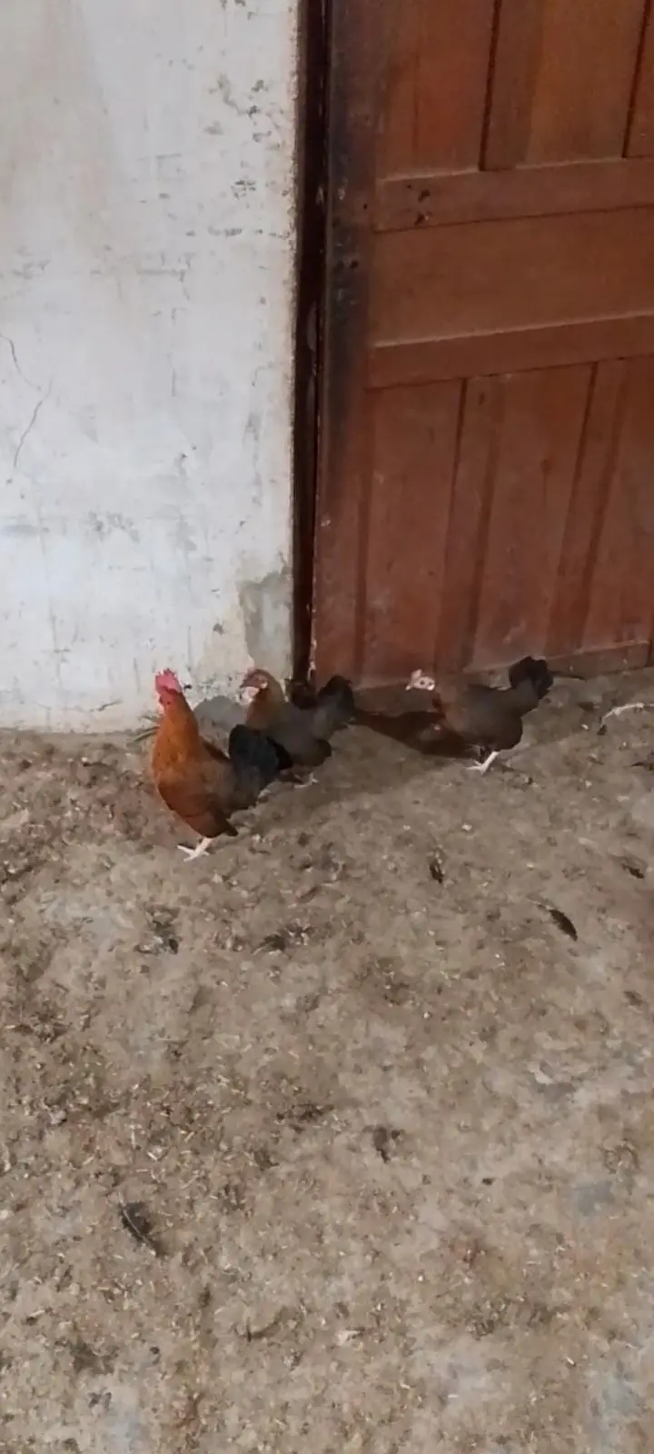 fancy hens — photo 2