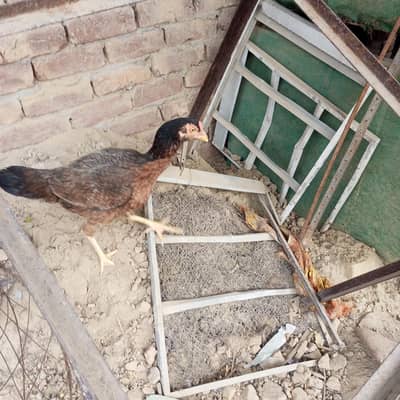 aseel hen murghi 2 murghiya hy pure aseel andy dy rhi hy