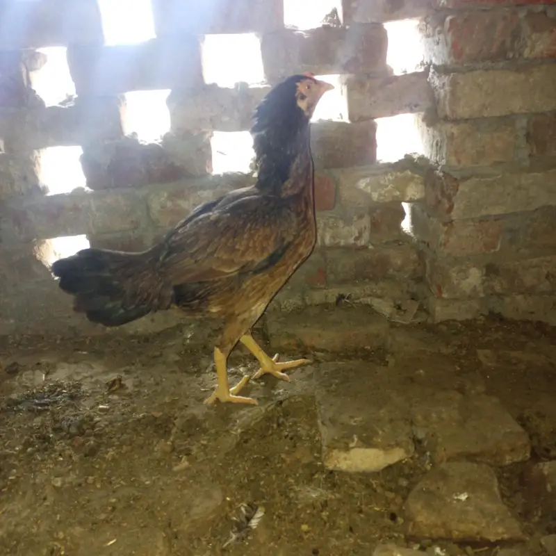 aseel hen murghi 2 murghiya hy pure aseel andy dy rhi hy — photo 2
