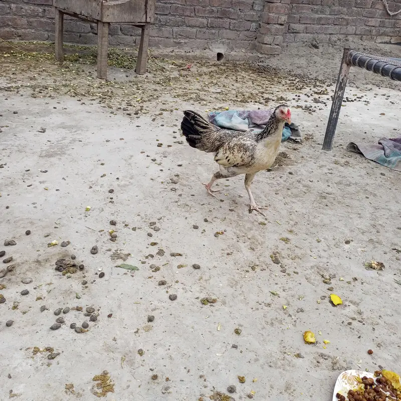 aseel hen murghi 2 murghiya hy pure aseel andy dy rhi hy — photo 3
