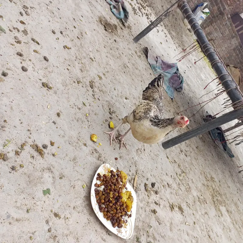 aseel hen murghi 2 murghiya hy pure aseel andy dy rhi hy — photo 4