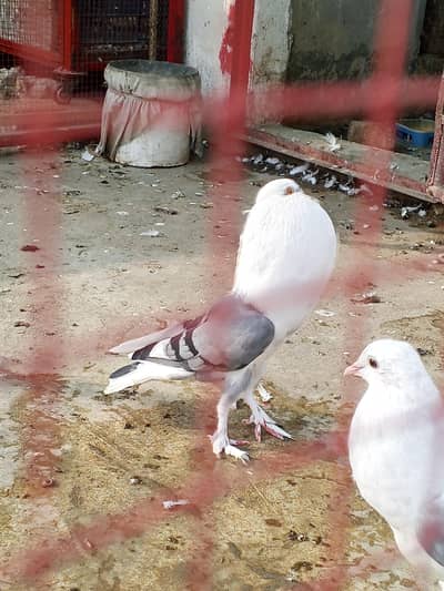 pouter breeder female