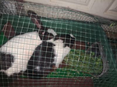 Rabbit Masha Allah beautiful & healthy