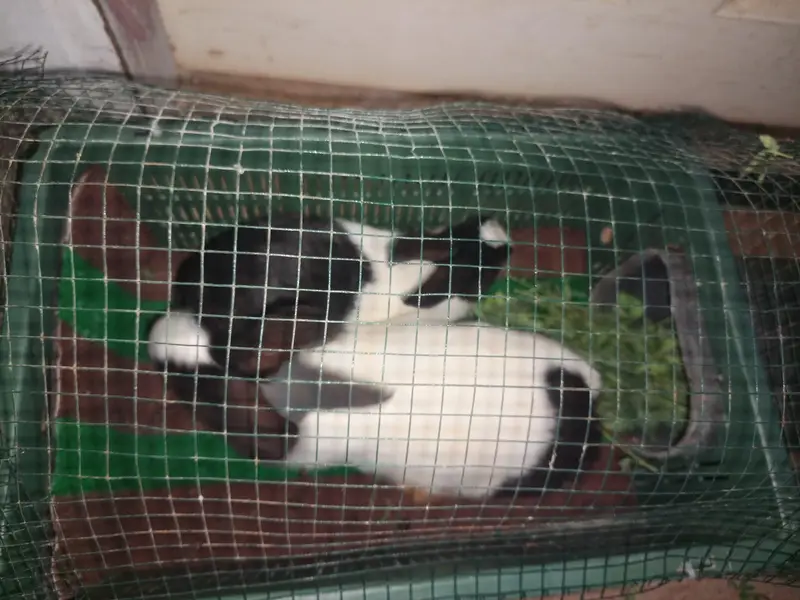 Rabbit Masha Allah beautiful & healthy — photo 2