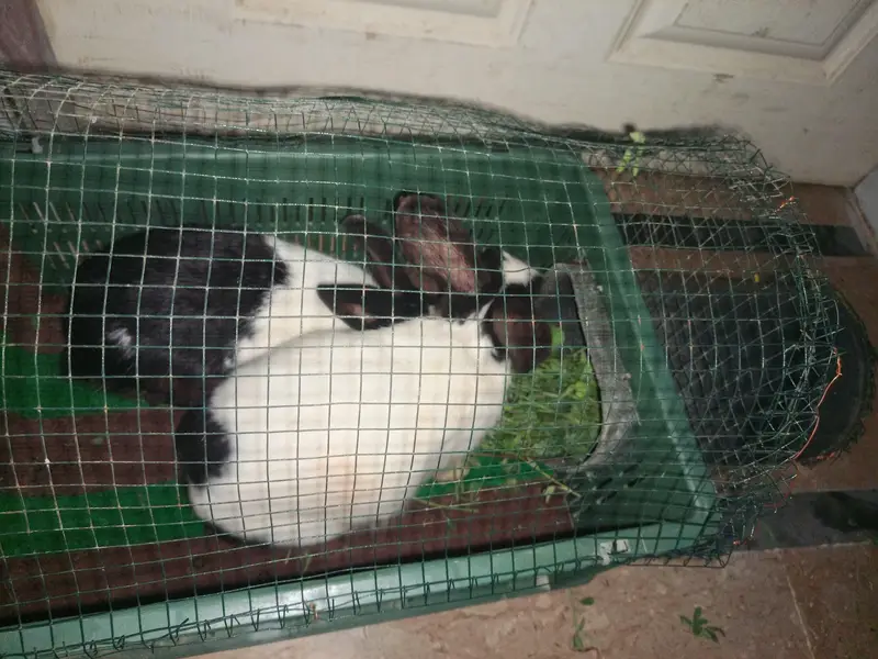 Rabbit Masha Allah beautiful & healthy — photo 3