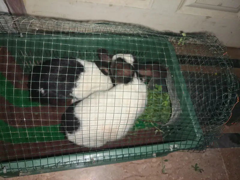 Rabbit Masha Allah beautiful & healthy — photo 4