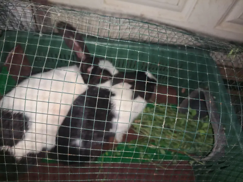 Rabbit Masha Allah beautiful & healthy — photo 5