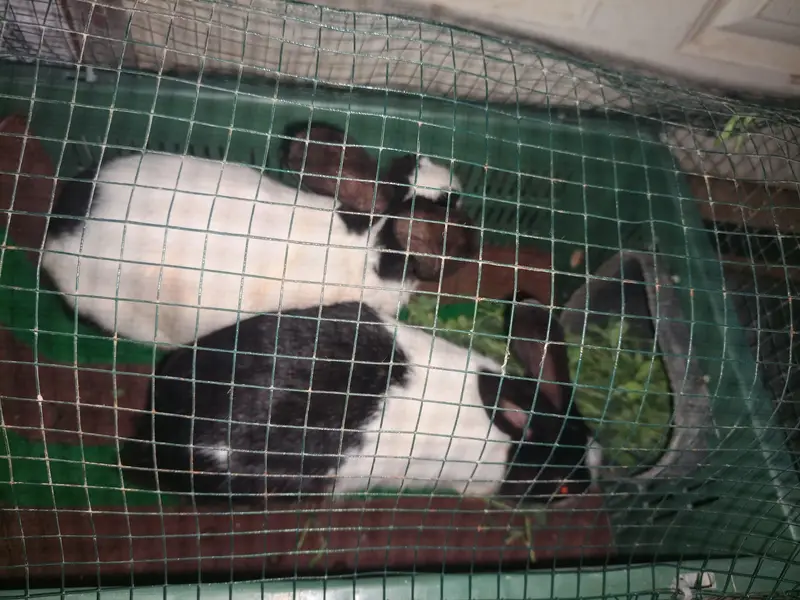 Rabbit Masha Allah beautiful & healthy — photo 6