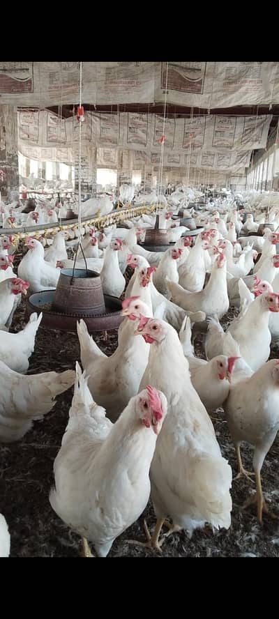 Layer hen