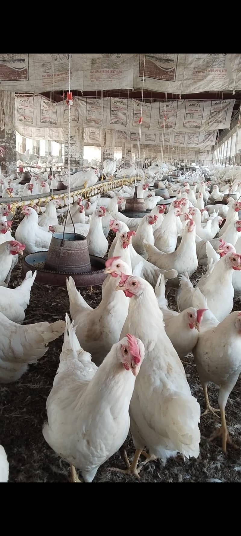 Layer hen 0