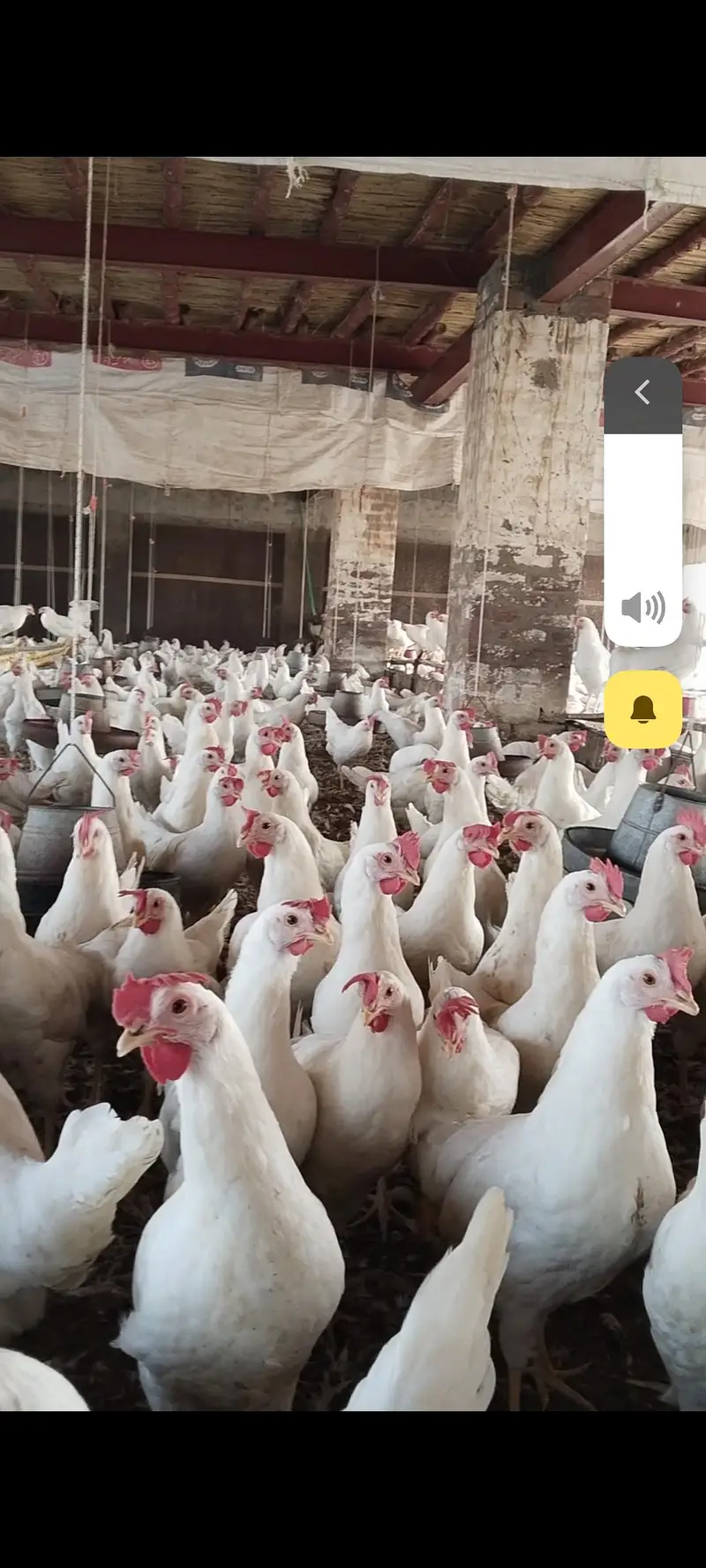 Layer hen — photo 2