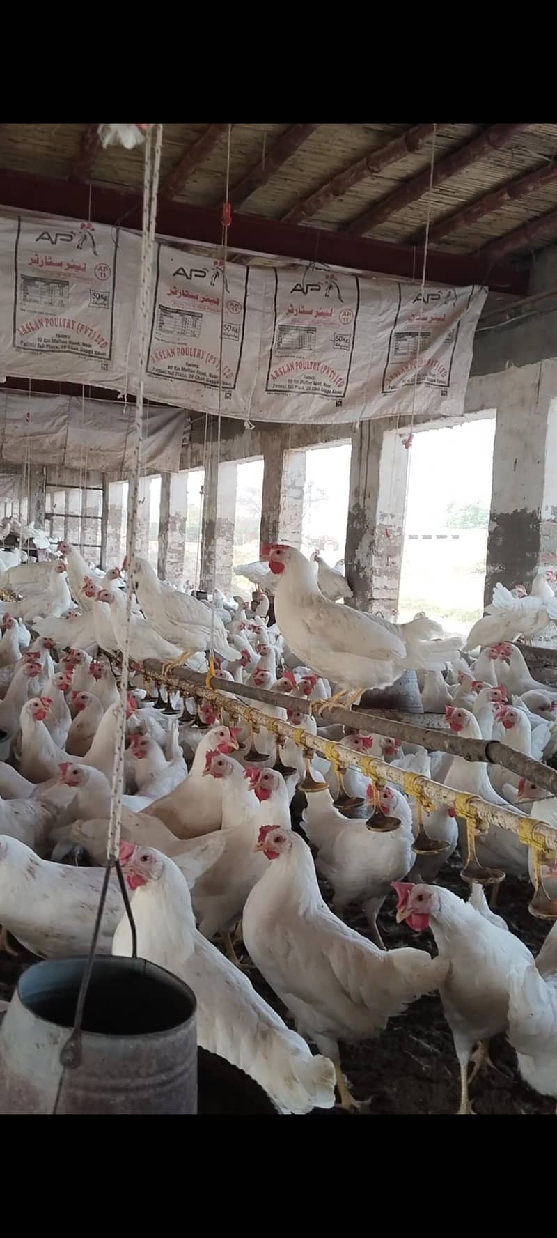 Layer hen 2