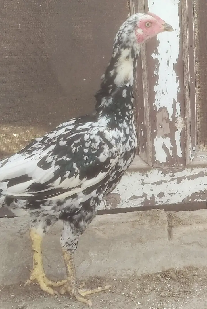 Lasani+Mainwali Mix — photo 2