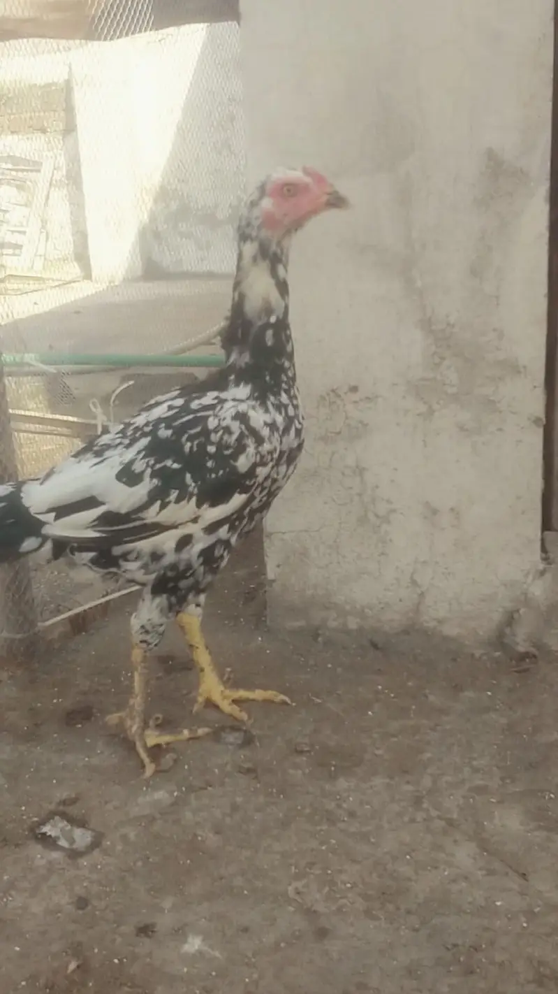 Lasani+Mainwali Mix — photo 3