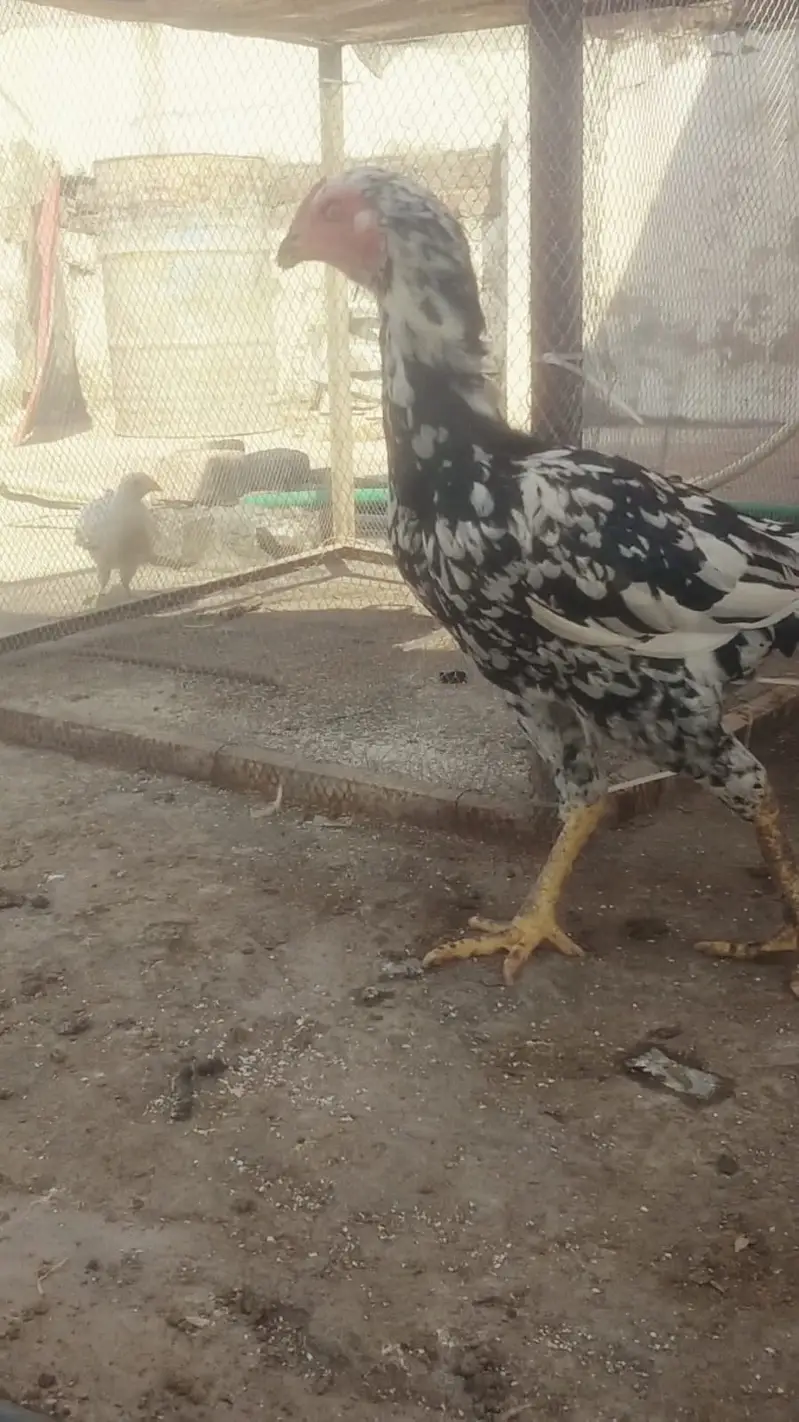 Lasani+Mainwali Mix — photo 4