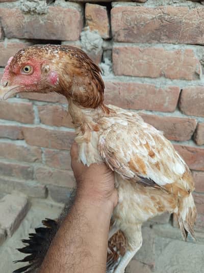 aseel pair