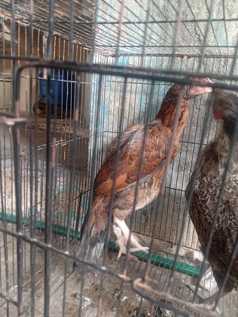 Andy deny wali ha dasi Andy  de rahi ha or asil me deny shoro Karne ha — photo 3