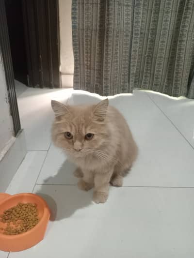 CAT for sale