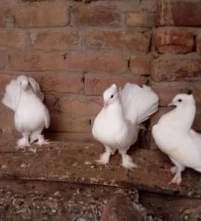 lakkay Breeder pair 1 pic prize 700 whattsapp 03047808327