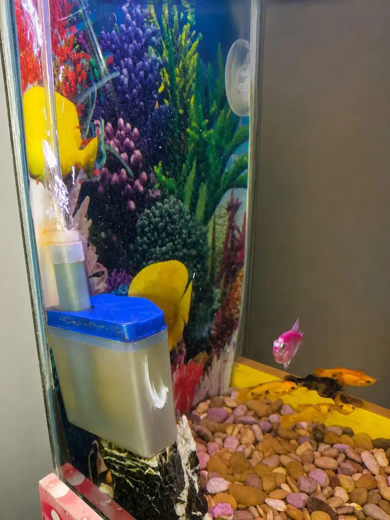 Beautiful Fish Aquarium with Stylish Stand – Rs. 10,000 — photo 2