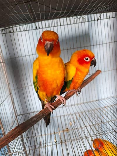 Sunconure,pineapple,suncheek,moon cheek