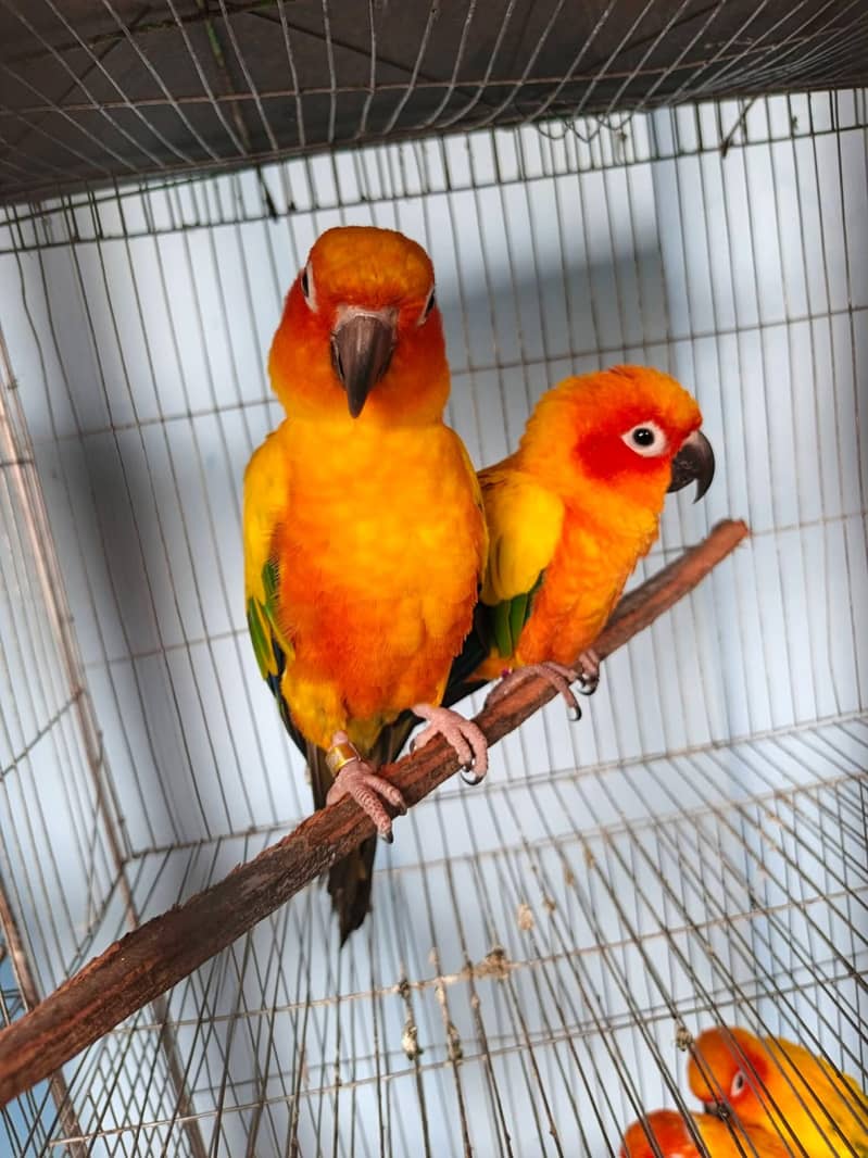 Sunconure,pineapple,suncheek,moon cheek 0