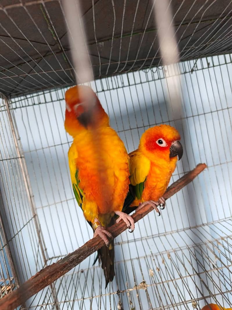 Sunconure,pineapple,suncheek,moon cheek 1