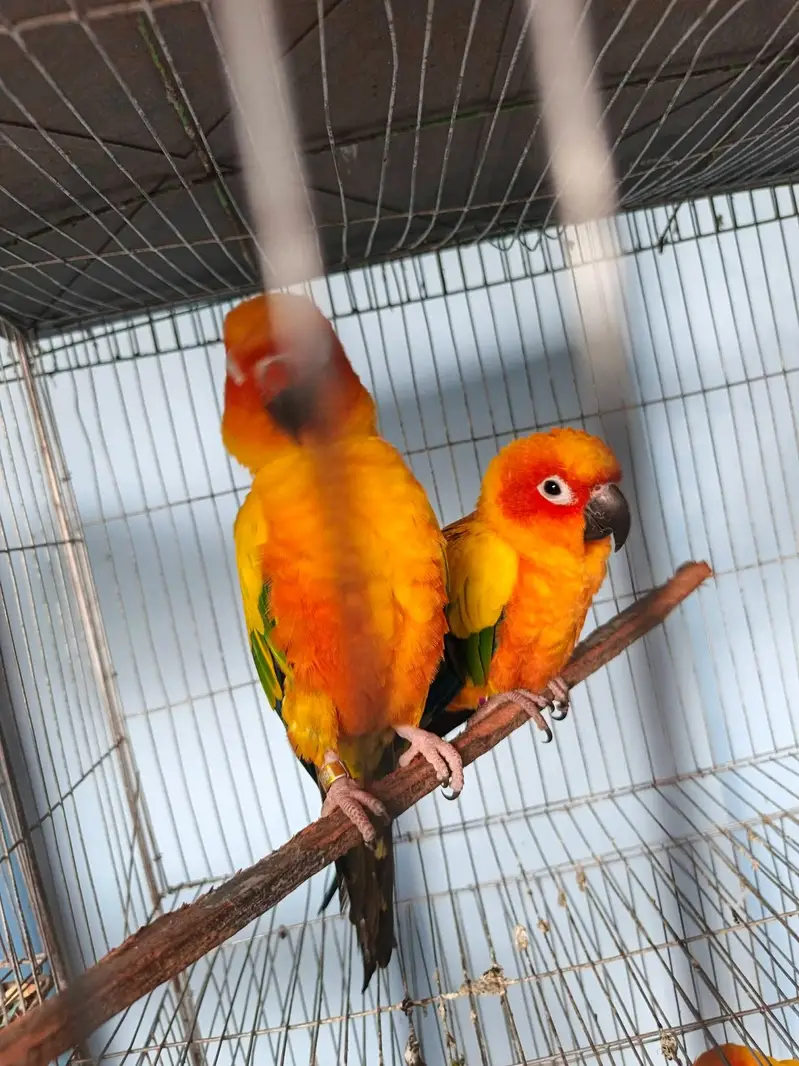 Sunconure,pineapple,suncheek,moon cheek — photo 2