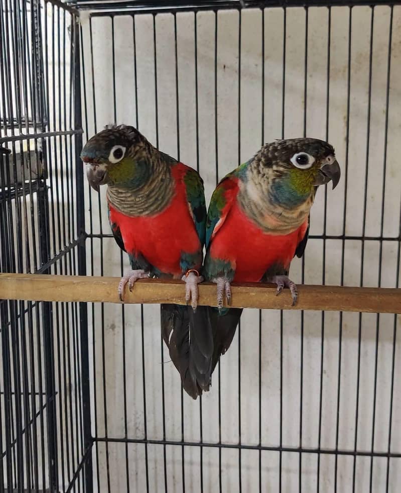Sunconure,pineapple,suncheek,moon cheek 2