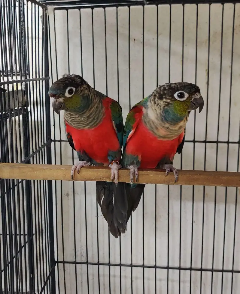 Sunconure,pineapple,suncheek,moon cheek — photo 3
