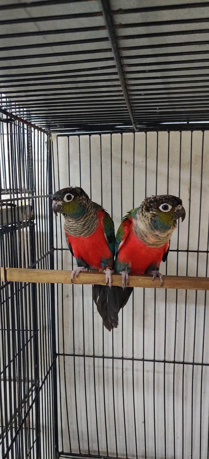 Sunconure,pineapple,suncheek,moon cheek 3