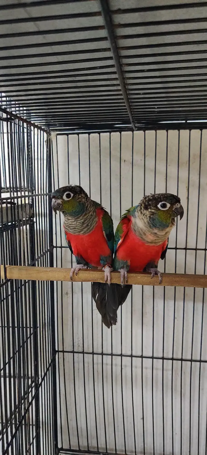 Sunconure,pineapple,suncheek,moon cheek — photo 4