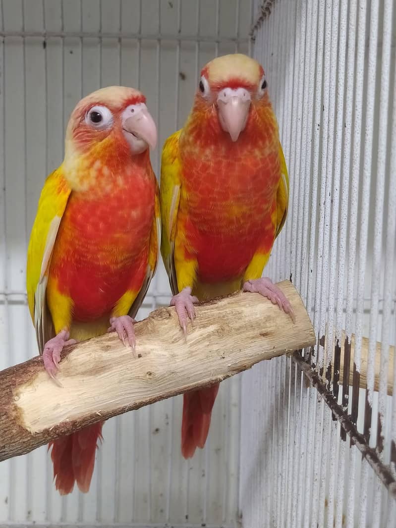 Sunconure,pineapple,suncheek,moon cheek 4