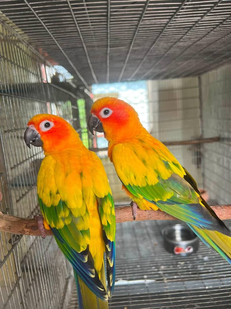 Sunconure,pineapple,suncheek,moon cheek 5