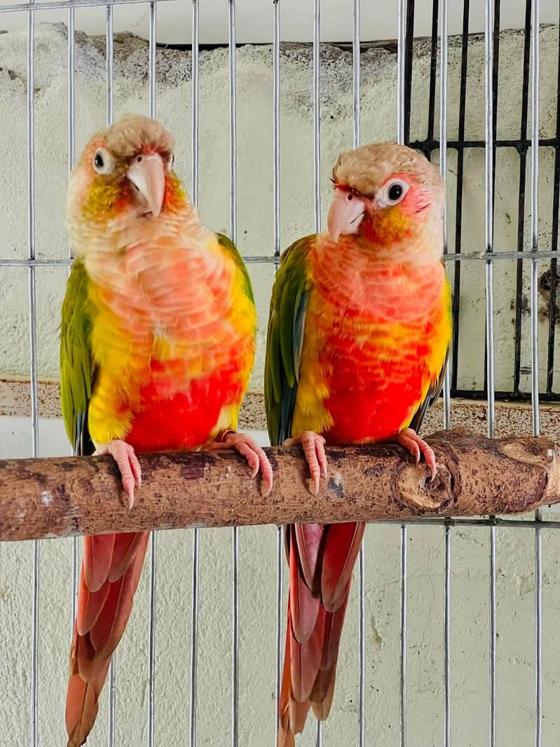 Sunconure,pineapple,suncheek,moon cheek 6