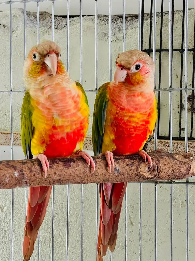 Sunconure,pineapple,suncheek,moon cheek — photo 7