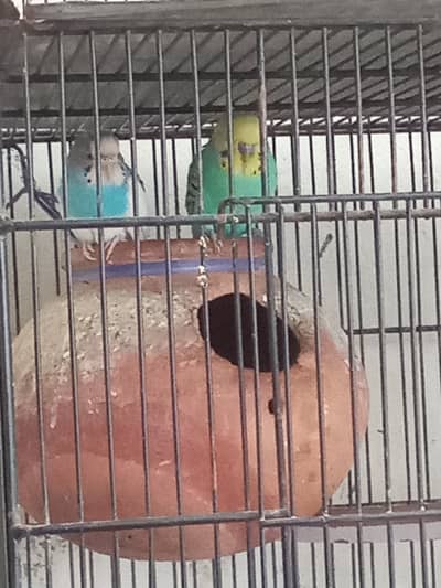 Budgies