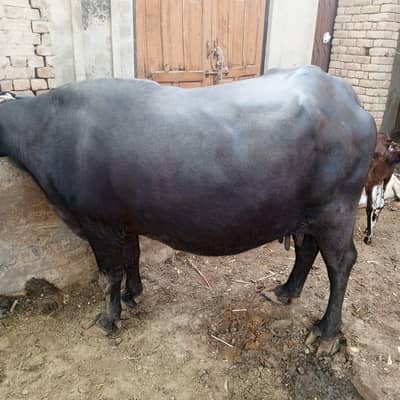 I want to sell this buffalo at reasonable price. wattsup. 0311-0652375