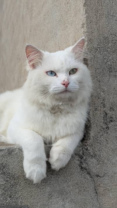 Turkish Angora Male Cat