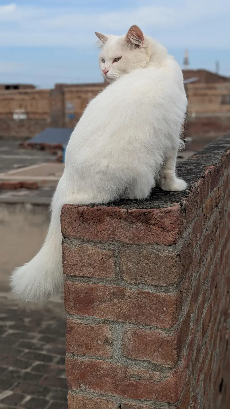 Turkish Angora Male Cat — photo 2