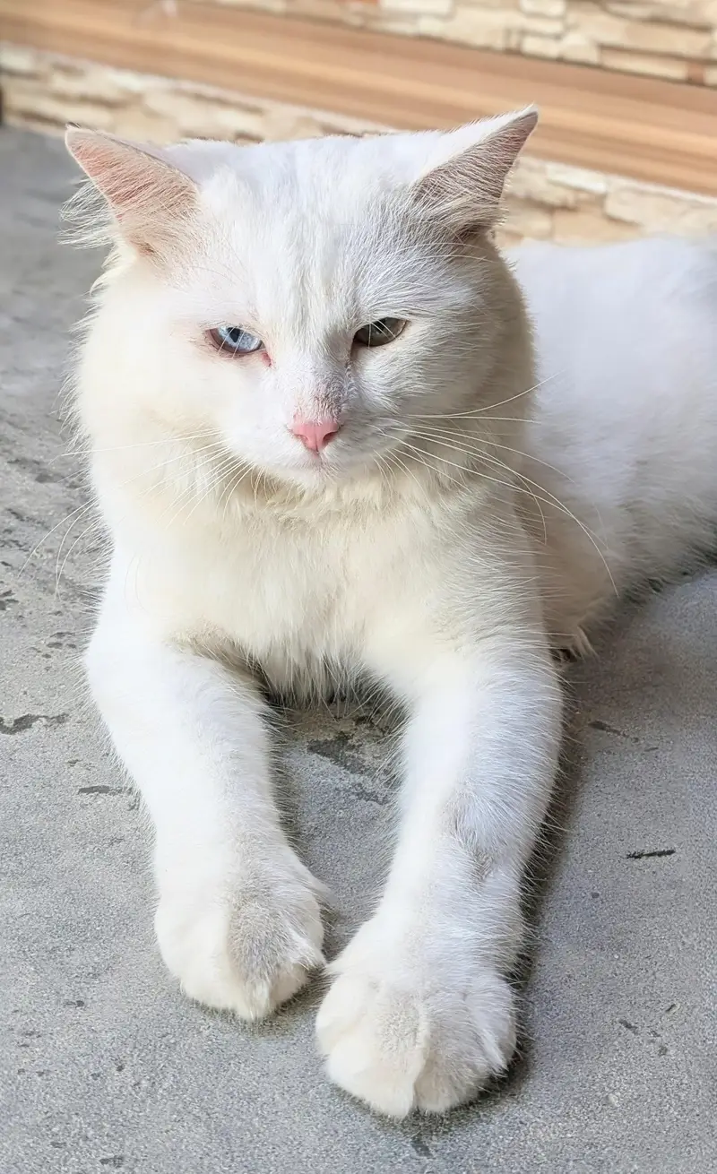 Turkish Angora Male Cat — photo 3