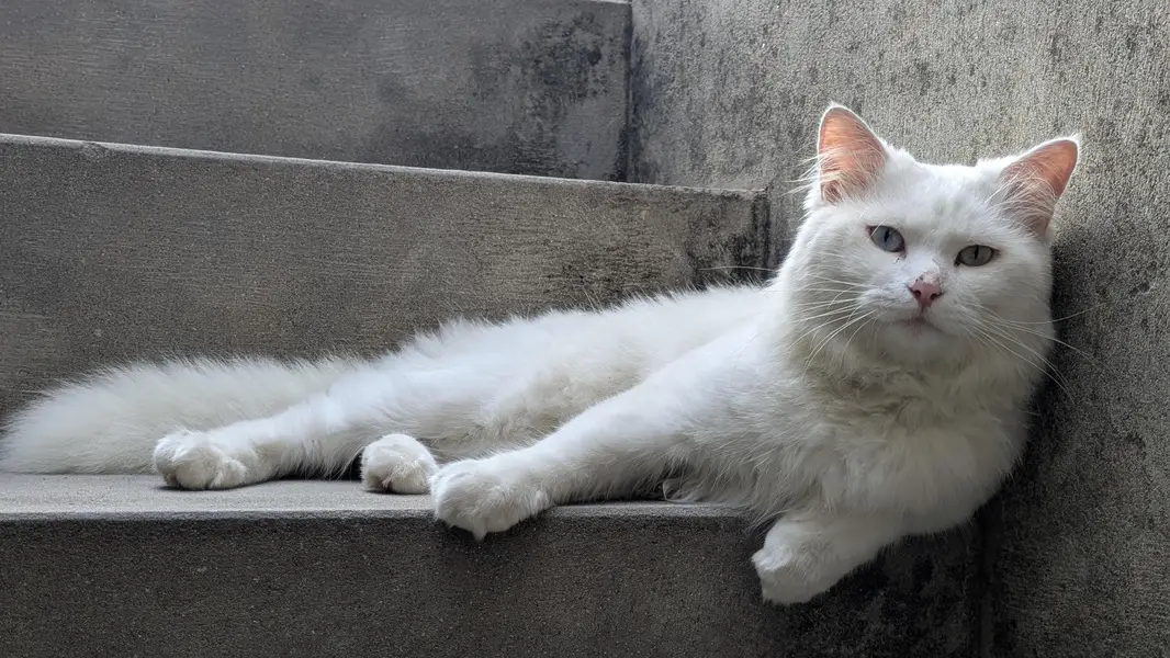 Turkish Angora Male Cat — photo 4