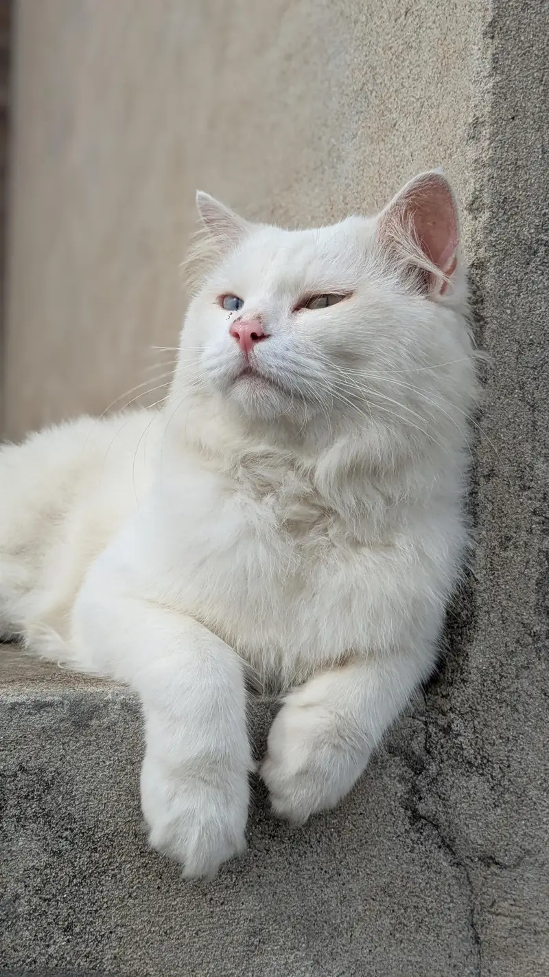 Turkish Angora Male Cat — photo 5