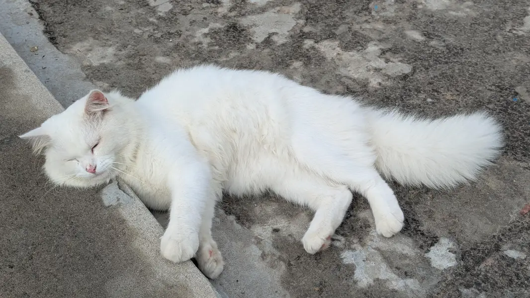 Turkish Angora Male Cat — photo 6