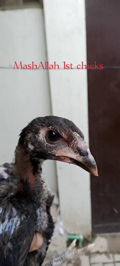 Thai crass chicks