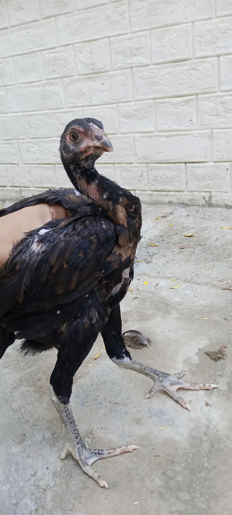 Thai crass chicks — photo 5