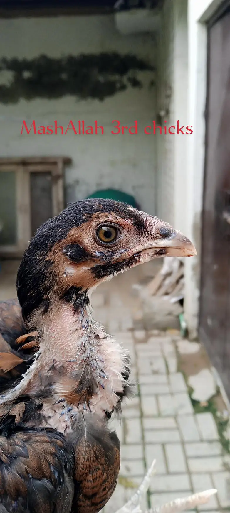 Thai crass chicks — photo 7
