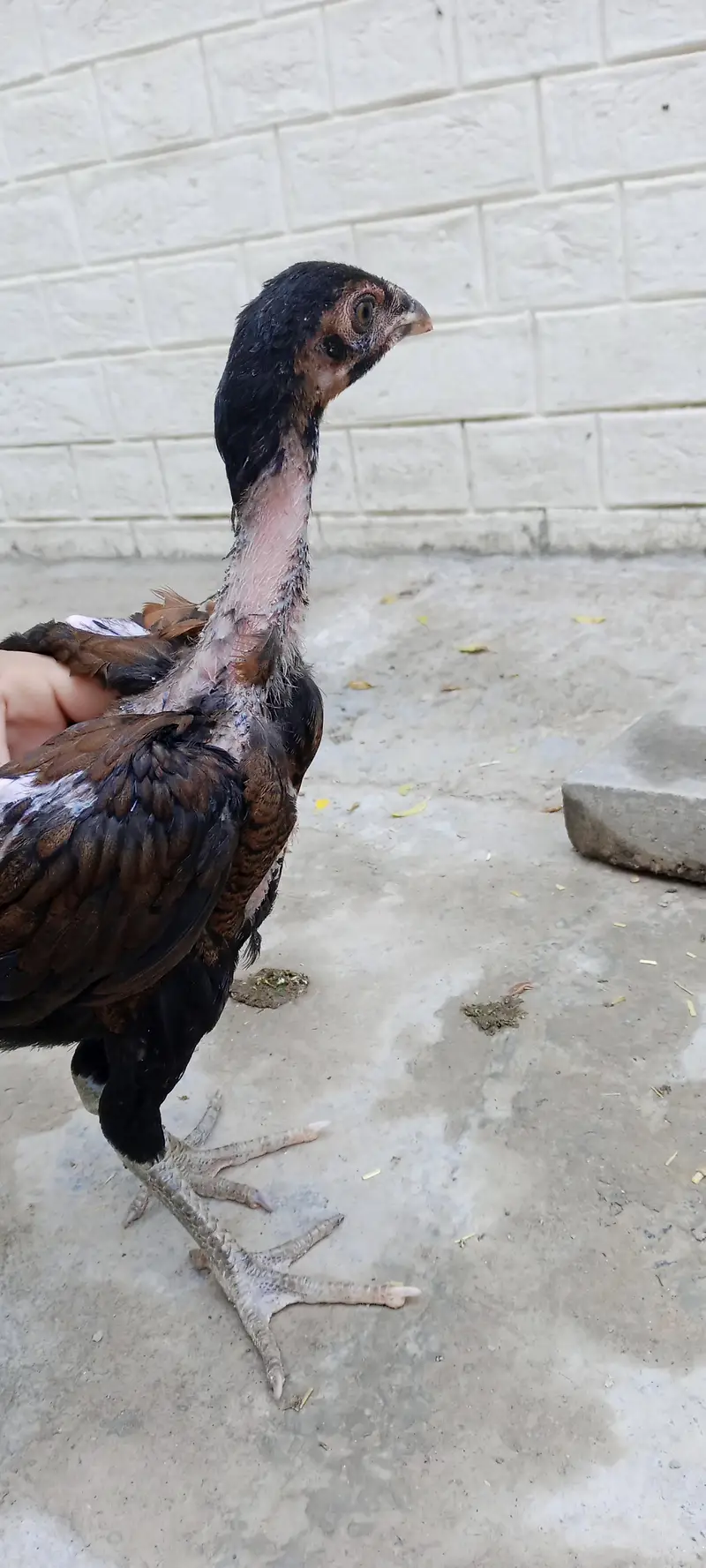 Thai crass chicks — photo 8